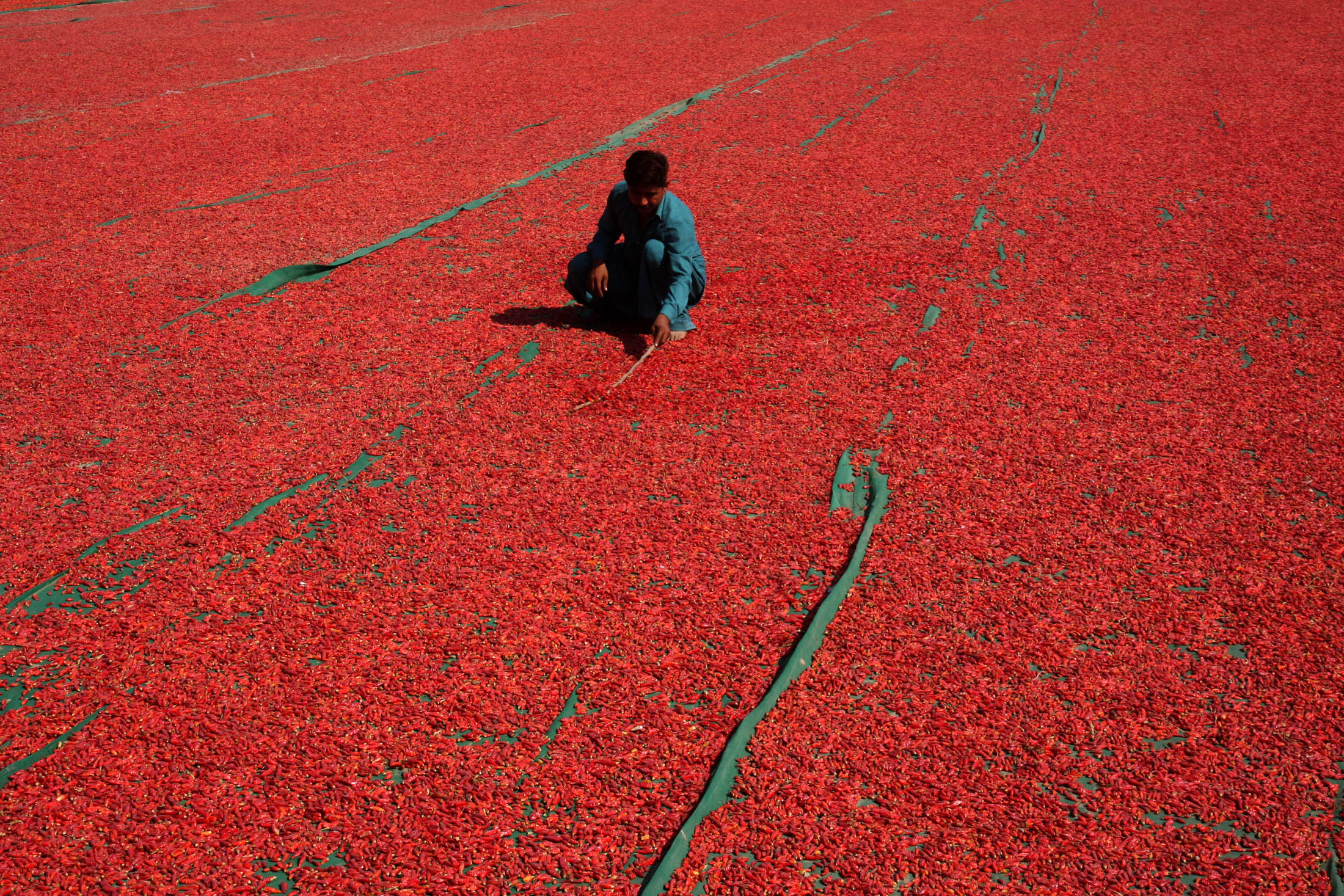 2 Spice Fields