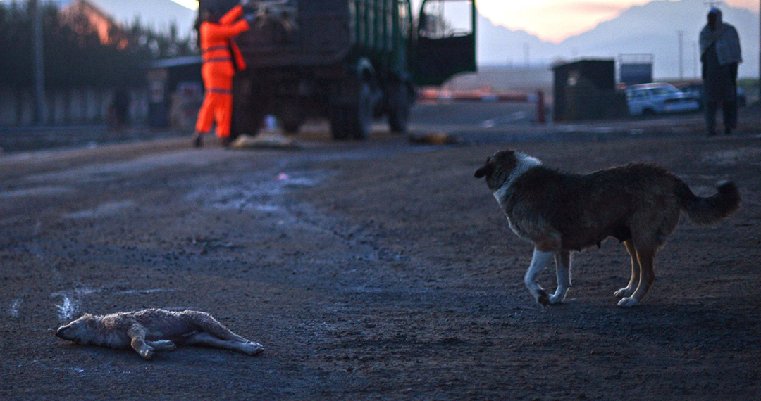 To go with Afghanistan-health-animal,FEATURE by Edouard Guihaire 
In this photograph taken on June 1, 2014, a dog (R) walks near the body of her puppy (L) as Afghan municipal workers loads carcasses of stray dogs onto the back of a truck following a poisoning drive on the outskirts of Kabul. About 17,600 dogs were poisoned last year by municipal workers in the Afghan capital in an effort to protect residents from disease and to control the rocketing population of canines that roam the city's streets and open ground.  AFP PHOTO/Wakil KOHSAR